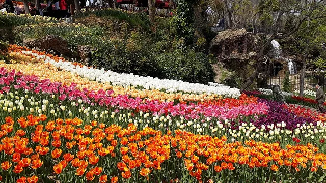 Emirgân Korusu — 47 hektarlık park, Lale Festivali Emirgân Korusu — İstanbul | Come Rent Gezi Rehberi